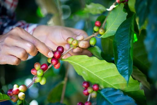 Rund 70 Prozent der weltweiten Kaffeeproduktion gehen auf die Sorte Arabica zurück.