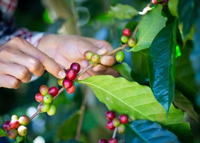 Rund 70 Prozent der weltweiten Kaffeeproduktion gehen auf die Sorte Arabica zurück. Rund 70 Prozent der weltweiten Kaffeeproduktion gehen auf die Sorte Arabica zurück.